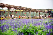 五一假期,在廣東盈香生態園偶遇紫色花海,邂逅了最美的自己